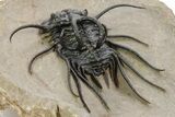 Crazy, Spiny Dicranurus Trilobite - Atchana, Morocco #363024-5